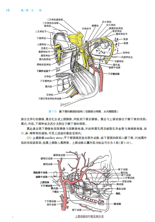 人卫第九版局部解剖学电子书PDF电子版插图2