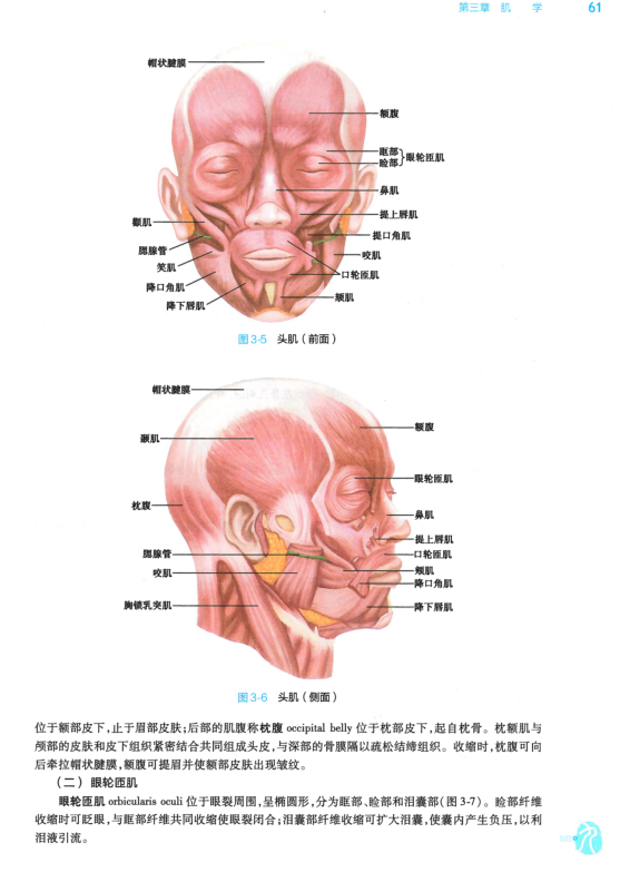 人卫第九版系统解剖学电子书PDF电子版插图2