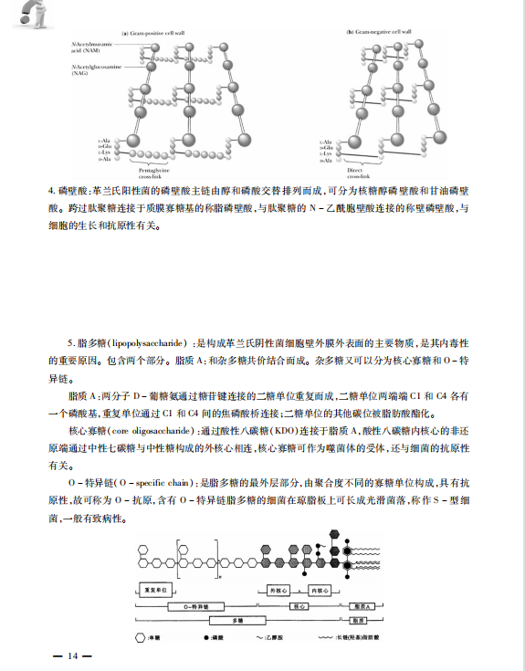 生物化学考研考点讲义 王镜岩 高清无水印电子版PDF插图3